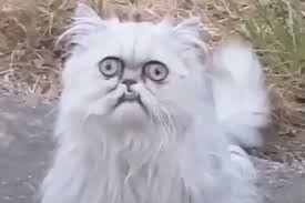 Создать мем: упоротый белый кот, страшный кот уилфред, персидская кошка