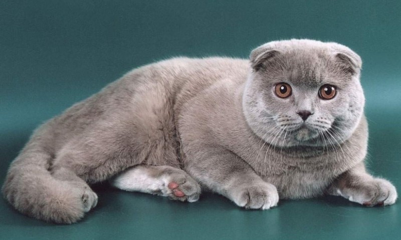 Create meme: lop - eared british cat, the breed is Scottish fold, the lop - eared cat
