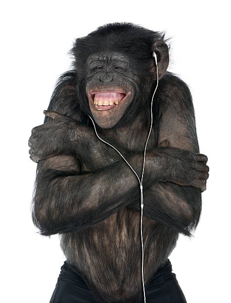 Создать мем: человек обезьяна, шимпанзе в наушниках, шимпанзе