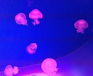Создать мем: рисунок медуз флуоресцентной краской, светящиеся медузы, jellyfish aesthetic purple