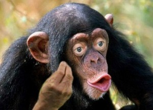 Создать мем: чупапи обезьяна, шимпанзе мем, обезьяны шимпанзе