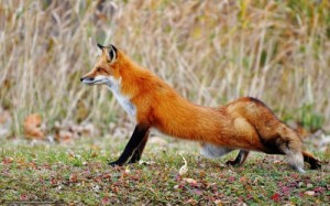 Create meme: Fox, wildlife, fox tail