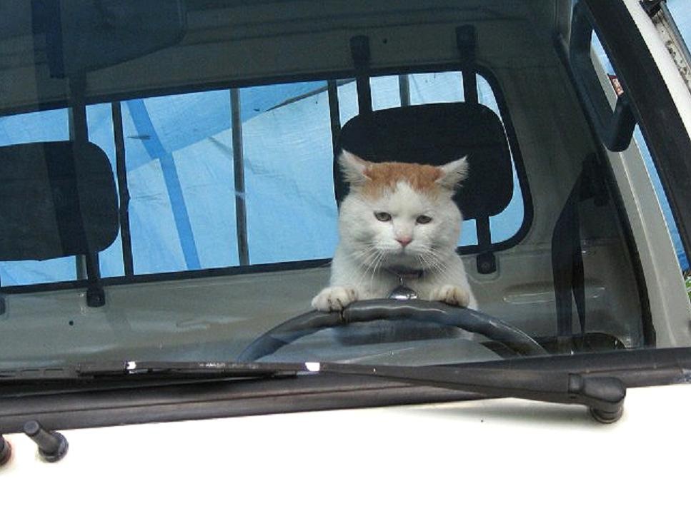 Create meme: the cat behind the wheel, the cat in the car, the cat rides in the car