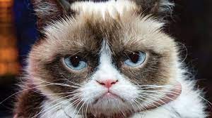 Create meme: cat is grumpy, unhappy cat, gloomy cat