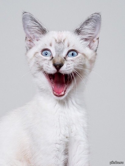 Создать мем: кошка белая, мордочка кошки, тайская кошка