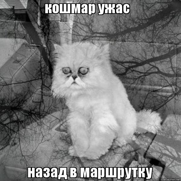 Создать мем: кот безысходность мем, кот в депрессии мем, безысходный кот