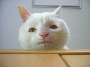 Create meme: stoned cat, white cat, serious cat meme