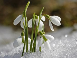 Create meme: spring snowdrops, snowdrops , early spring