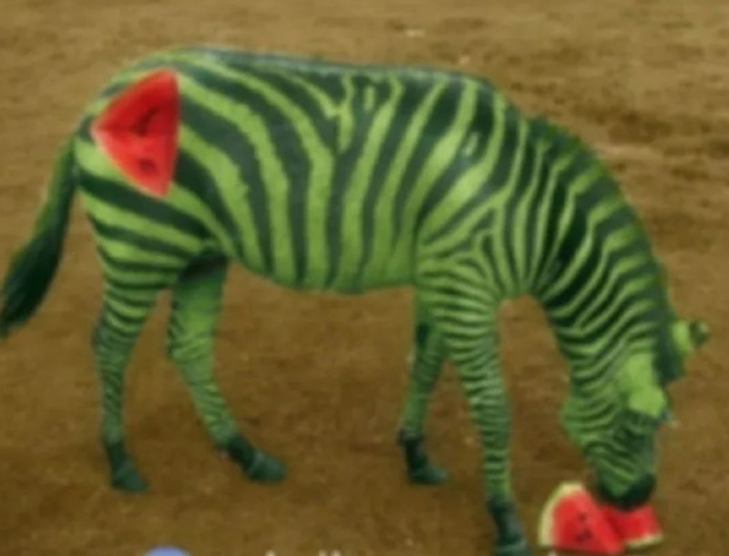 Создать мем: гибриды животных, цветная зебра, придуманные животные