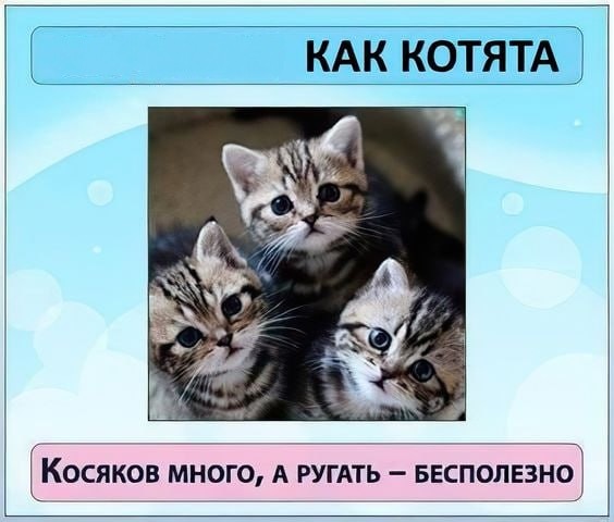 Создать мем: котики котята, полосатые котята, котик просит