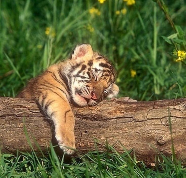 Создать мем: тигренок спит, веселый тигренок, маленький тигренок