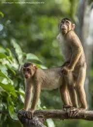 Create meme: monkey, funny monkey, macaque monkey