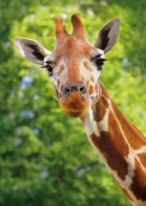 Create meme: giraffe face, giraffe, giraffe face