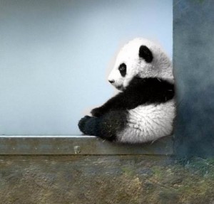 Создать мем: животные панда, милая панда, обиженная панда