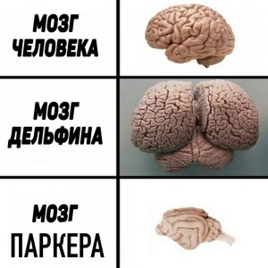 Create meme: pictures: brain of a Dolphin and human, the brain of a Dolphin, the brain of a Dolphin and a human joke