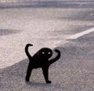 Create meme: cats, black cat meme joy, Cat