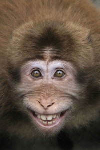 Create meme: smile monkey, happy monkey
