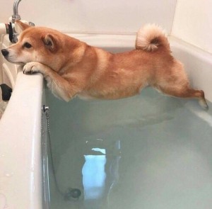 Создать мем: funny animal, funny dog, собаки не хотят купаться фото