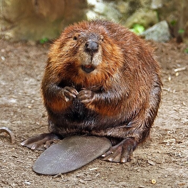 Создать мем: бобры смешные, бобр, канадский бобр (castor canadensis)