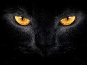 Создать мем: кошачий взгляд, чёрная кошка, кошка