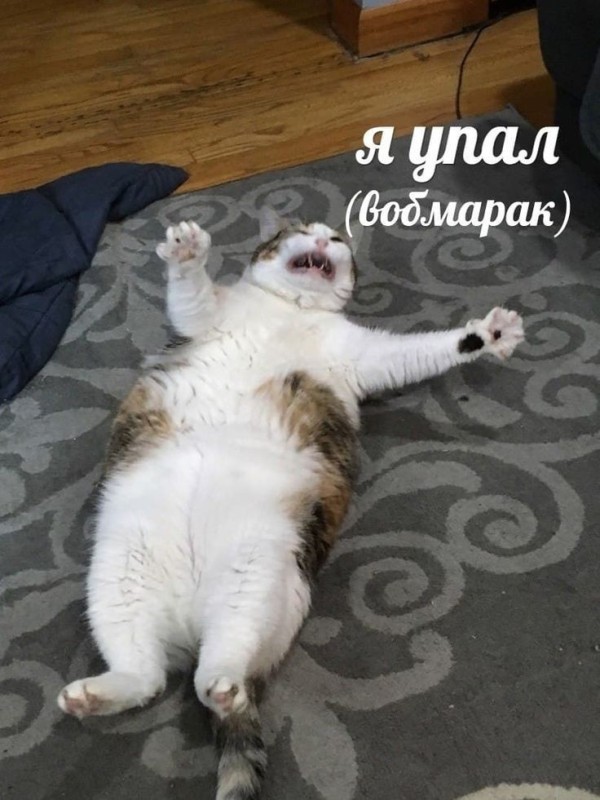 Create meme: I fell cat, The fat cat fell down, The cat fell dramatically