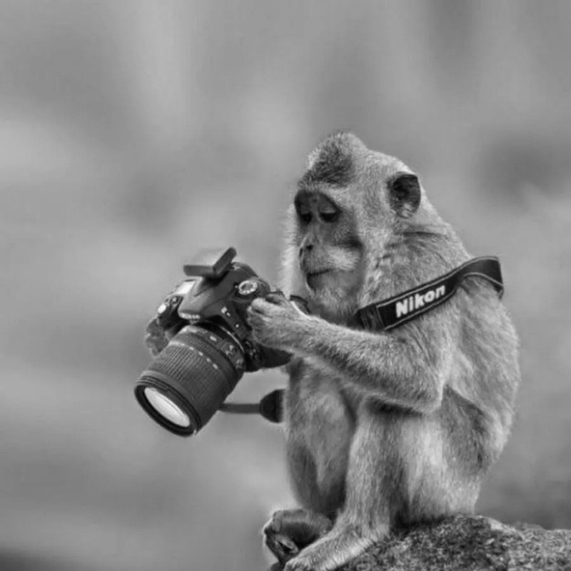 Create meme: monkey with a camera, funny animals , funny monkey 