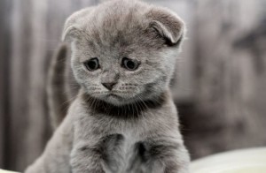 Создать мем: шотландская вислоухая кошка, серый котенок, котик грустный