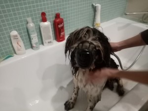 Create meme: Dog, dog, the dog in the shower