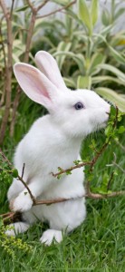 Create meme: rabbit albino, rabbit
