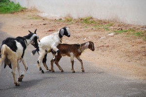 Создать мем: goat farming, англо-нубийская порода коз fermerss.ru, goat