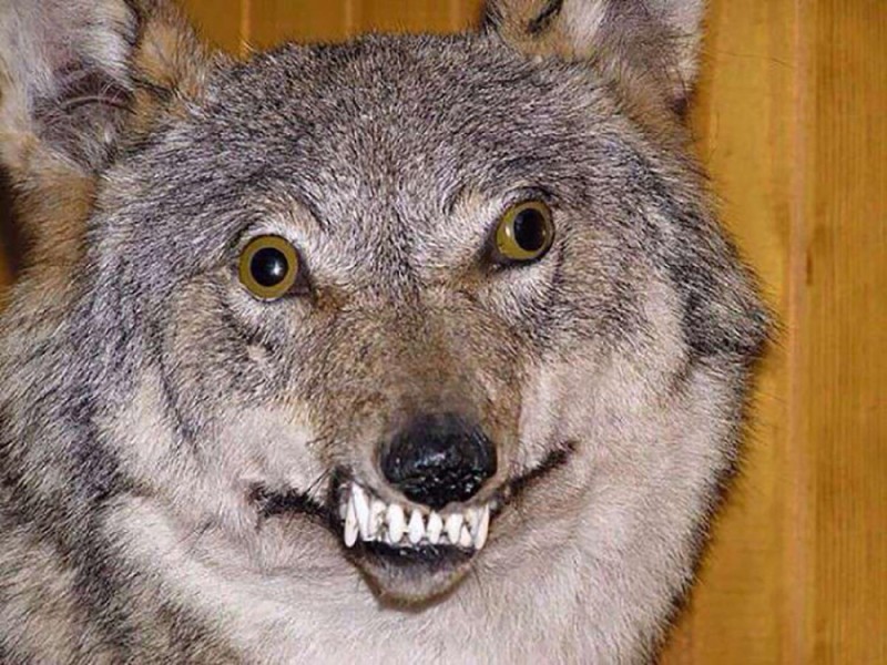 Создать мем: тупой волк, волк животное, серый волк canis lupus