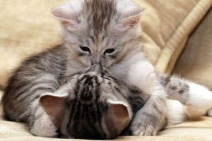 Создать мем: котята, обнимашки картинки милые, милые котики обнимаются