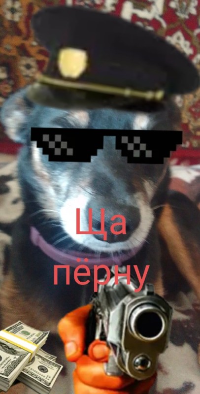 Создать мем: куроптев антон дмитриевич, крутой пёс, крутые собаки кабель