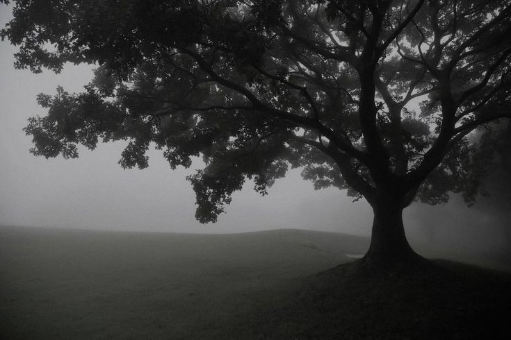 Create meme: oak in the fog, black and white wood, trees in the fog