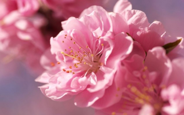 Создать мем: картина ветка сакуры, нежно розовый цвет, цветок сакуры
