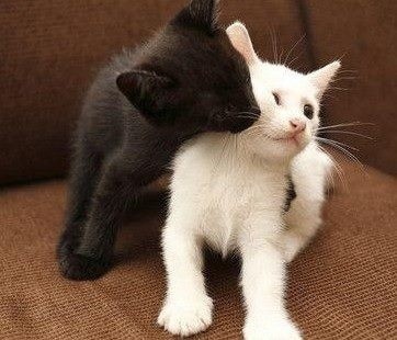 Create meme: black and white cat, black and white cat, cats hugging