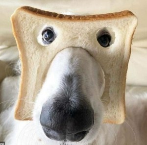 Создать мем: собака, собачки, собака хлеб