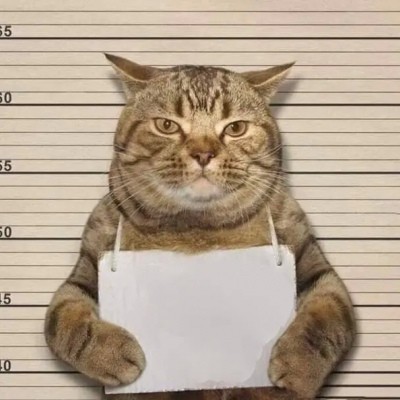 Create meme: felon cat, arrested cat with a sign, a cat with a sign