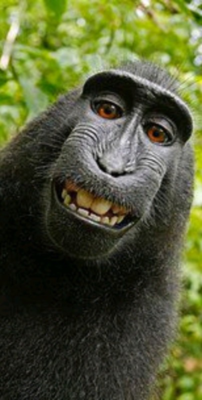 Создать мем: роберт макака, обезьяна улыбка, макака