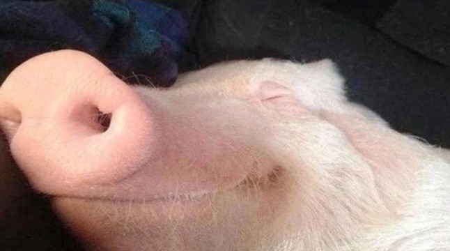 Создать мем: свинья красивая, спящая свинка, свинка