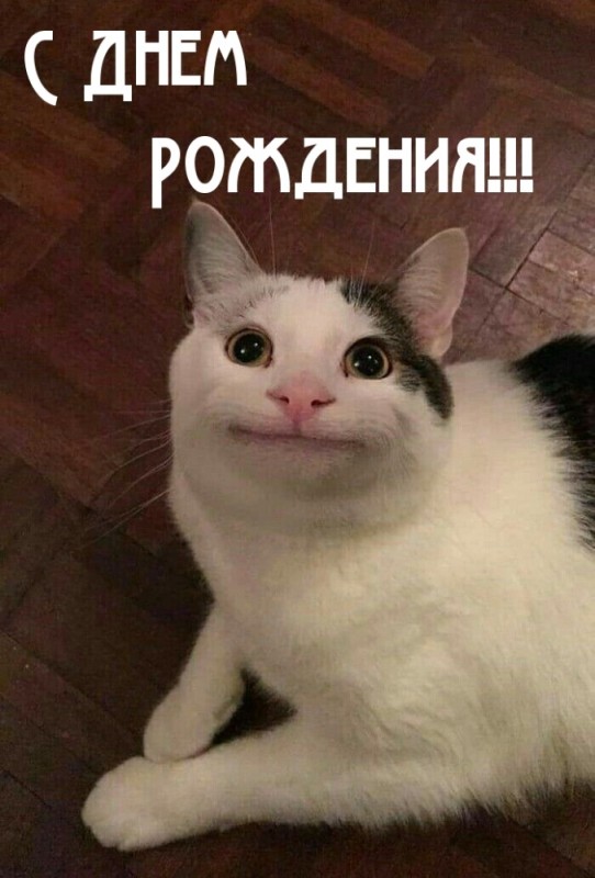 Создать мем: кошка мем, мемы с котами, мем котик