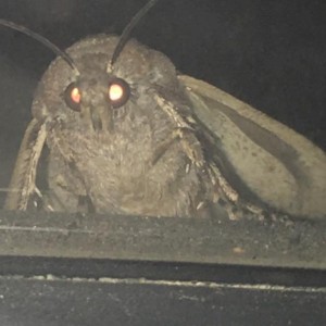 Создать мем: creepy, мотылек, moth