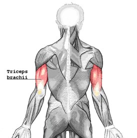 Create meme: trapezius muscle exercises, the widest muscle of the back, trapezius muscle