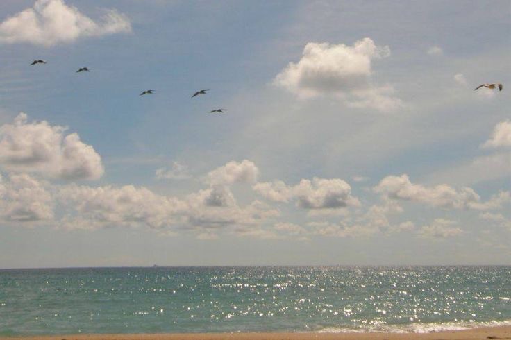 Create meme: seagulls of the sea, Above the sea, Skadovsk sea
