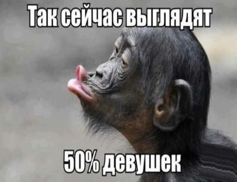 Create meme: lip chimpanzee, the monkey is funny, chimpanzees are funny