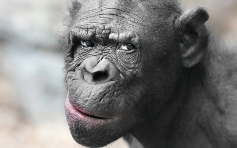 Создать мем: улыбка шимпанзе, макака шимпанзе горилла, обезьяна морда