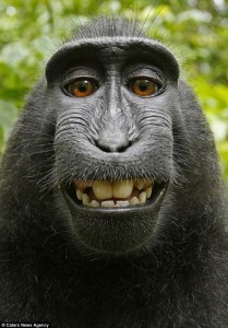 Create meme: happy monkey, monkey, defenders