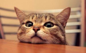 Create meme: stupid cat photo, surprised cat pictures, surprise cat pictures