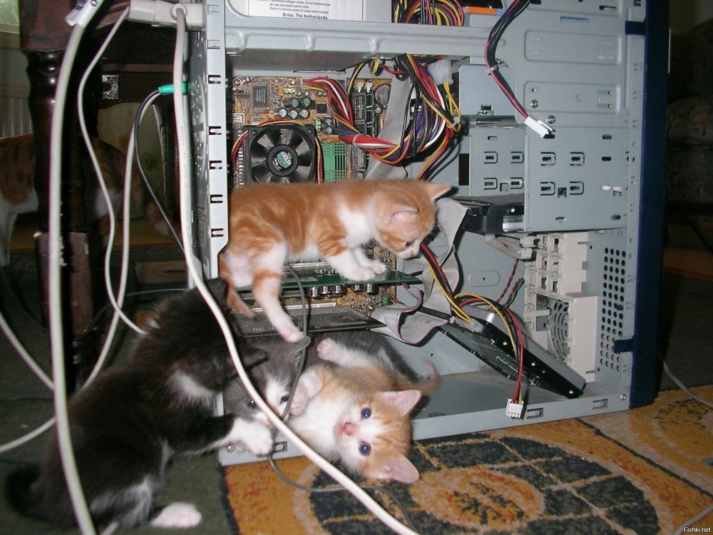 Create meme: the cat in the system file, the cat in the system unit, the cat in the wires of the computer