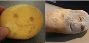 Create meme: potatoes, scab of potatoes, potatoes